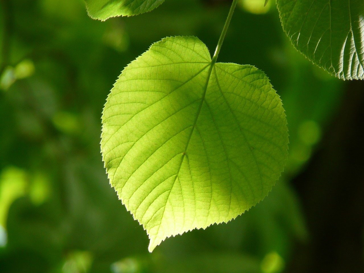 紫鳞虾虎鱼图片欣赏（斑纹虾虎鱼） 虎鱼百科 第4张