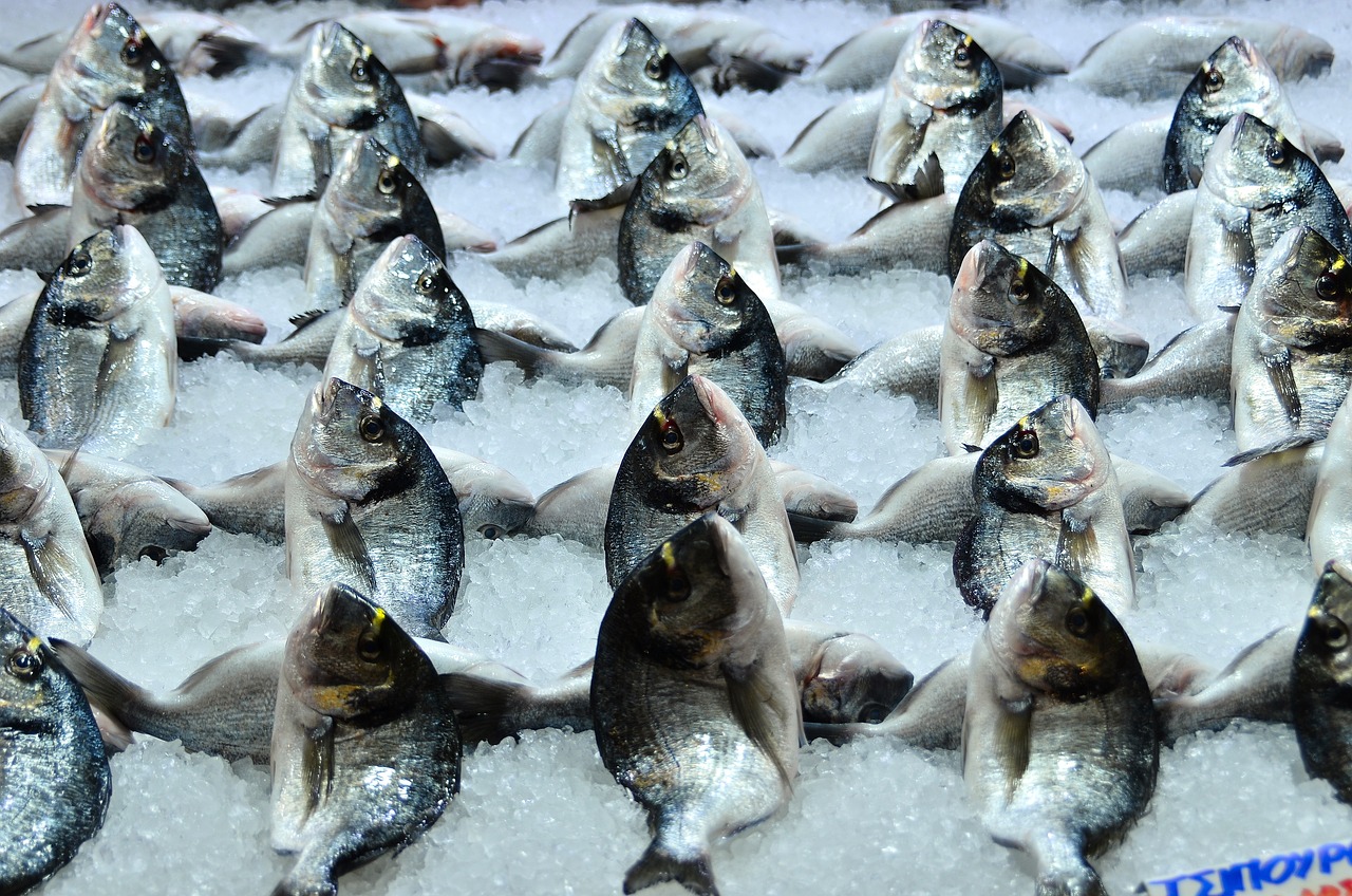 三湖慈鲷同样品种能养几条，日本料理为何少见内脏菜