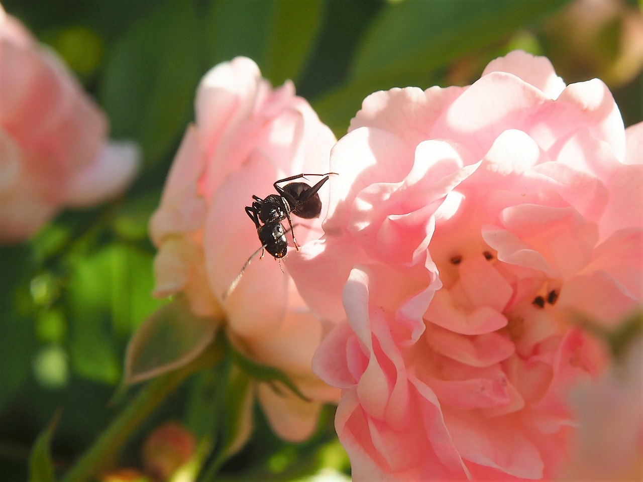 辽阳市白塔区博雅花卉经销处（辽阳市白塔区博雅花卉经销处电话）