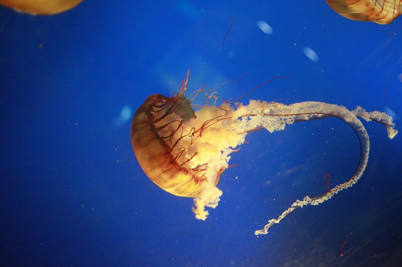 上海市闵行区文祥水族馆（上海市闵行区文祥水族馆地址） 全国水族馆企业名录 第4张