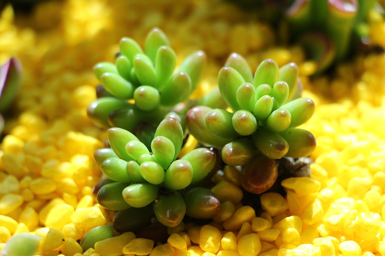 花草观赏鱼怎么养殖（花草鱼好养吗）