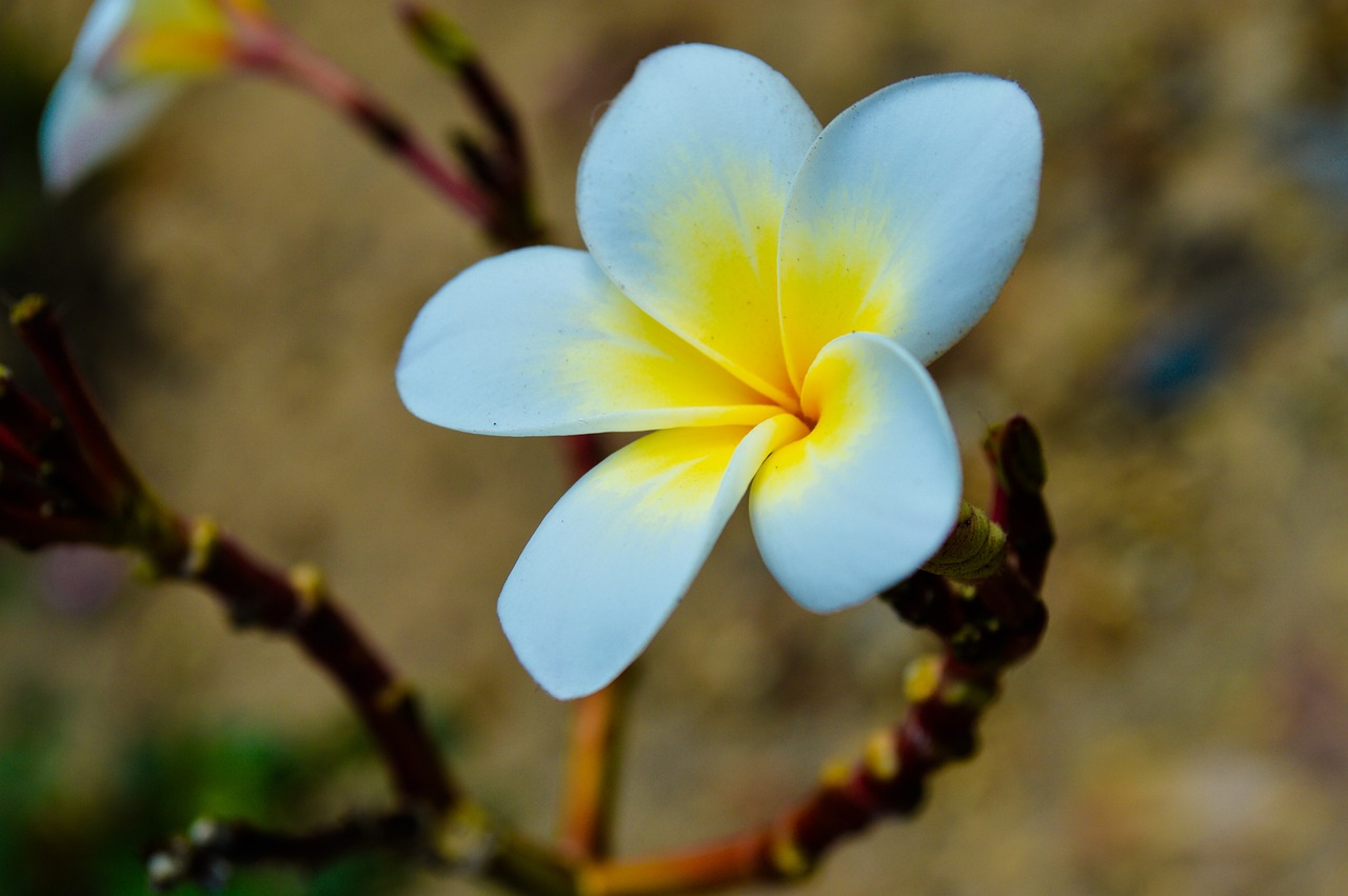 花草观赏鱼怎么养殖（花草鱼好养吗）