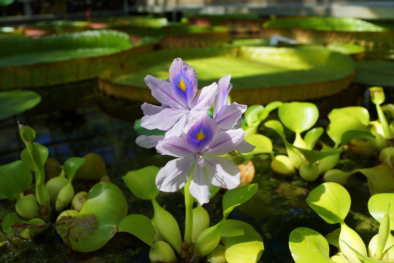 鱼缸水葫芦图片高清（鱼缸水葫芦怎么养） 养鱼知识 第5张