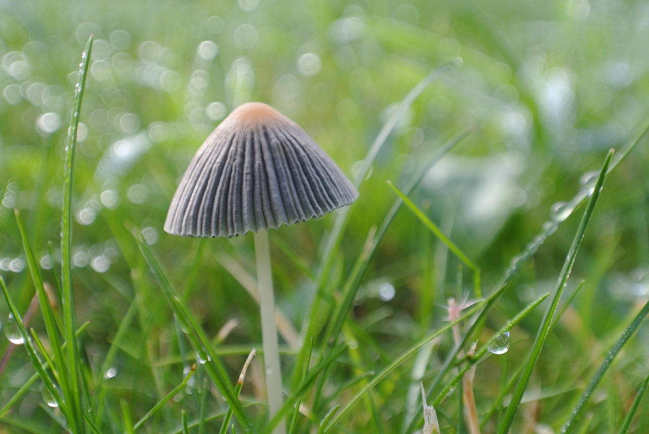 彩蝶鱼缸过滤棉半年更换一次（鱼缸里的过滤棉多久换一次） 纯血皇冠黑白魟鱼 第1张