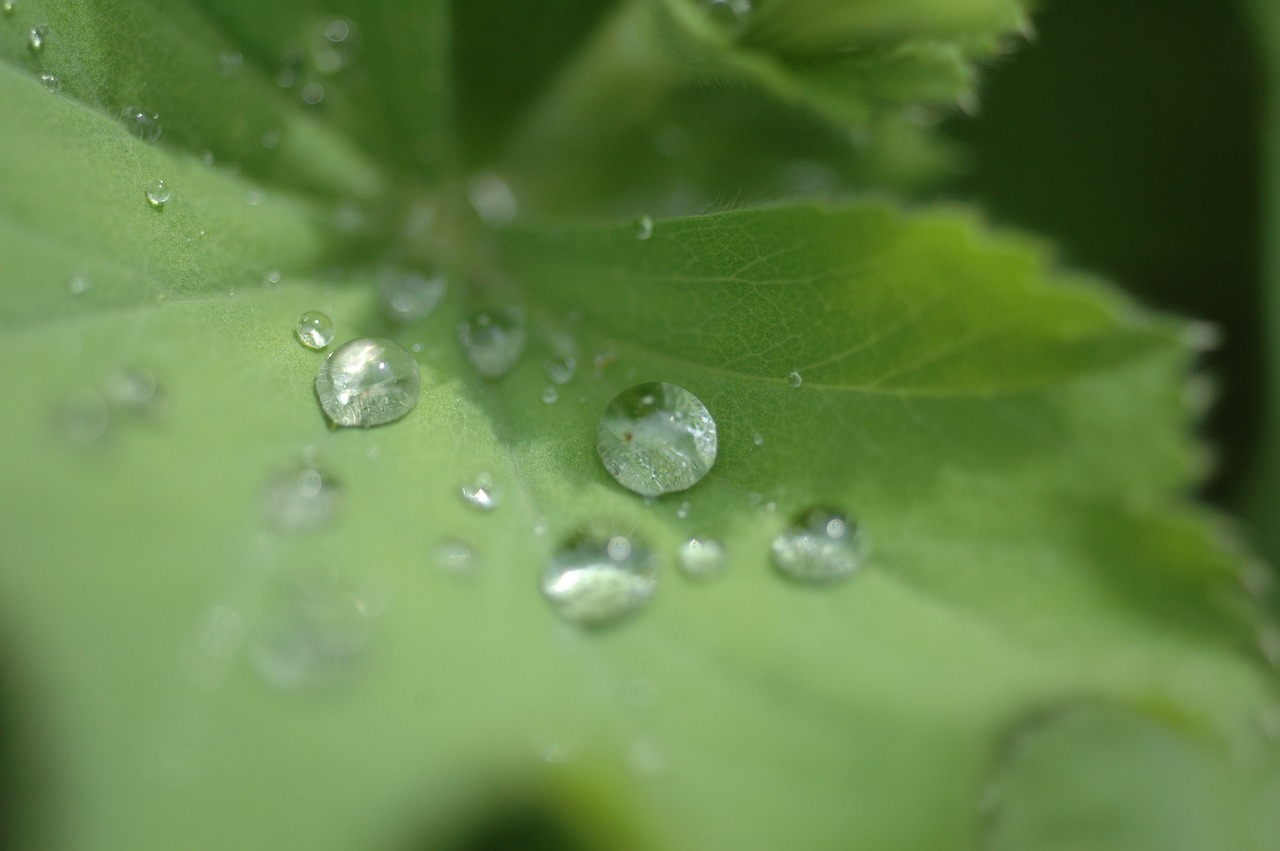 彩蝶鱼缸过滤棉半年更换一次（鱼缸里的过滤棉多久换一次） 纯血皇冠黑白魟鱼 第3张