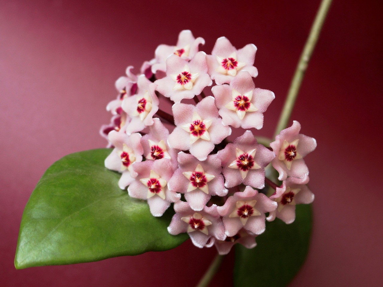 广州仿真植物厂家排名（广州哪里有卖仿真植物）