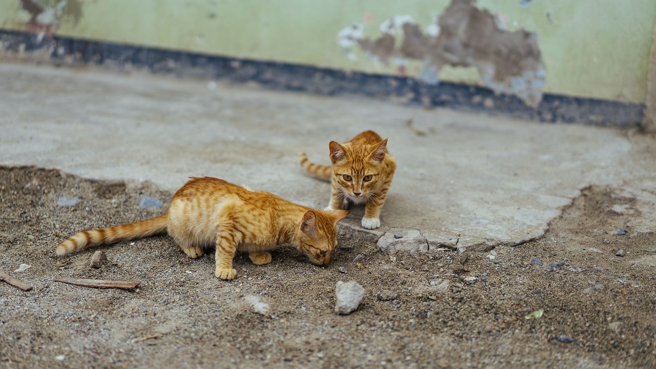 猫和金鱼怎么养在一起的图片（猫咪与金鱼） 金三间鱼 第5张