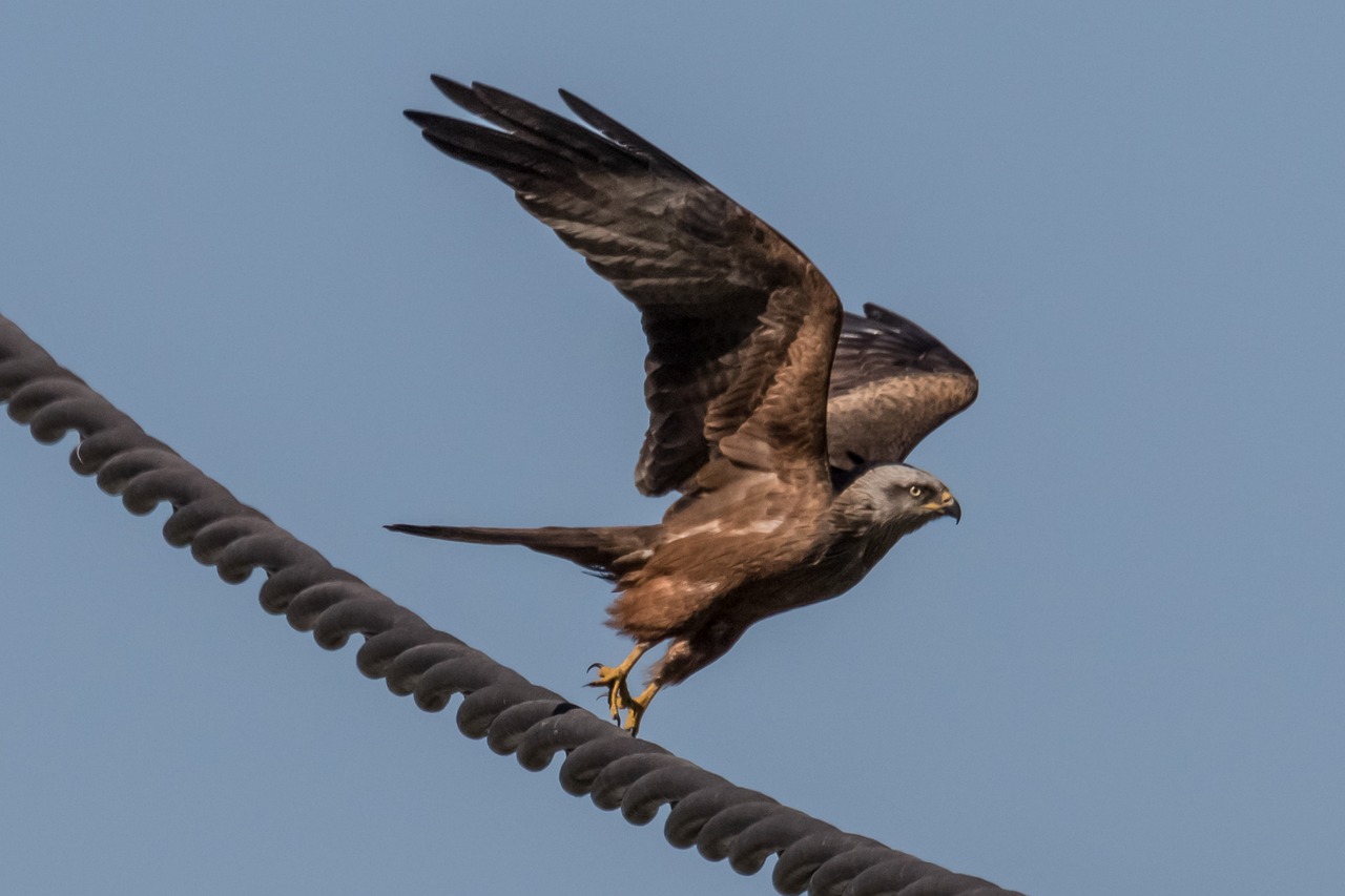 龙鱼鱼鳍断了能自己长好吗（龙鱼鳍烂了能自愈吗）