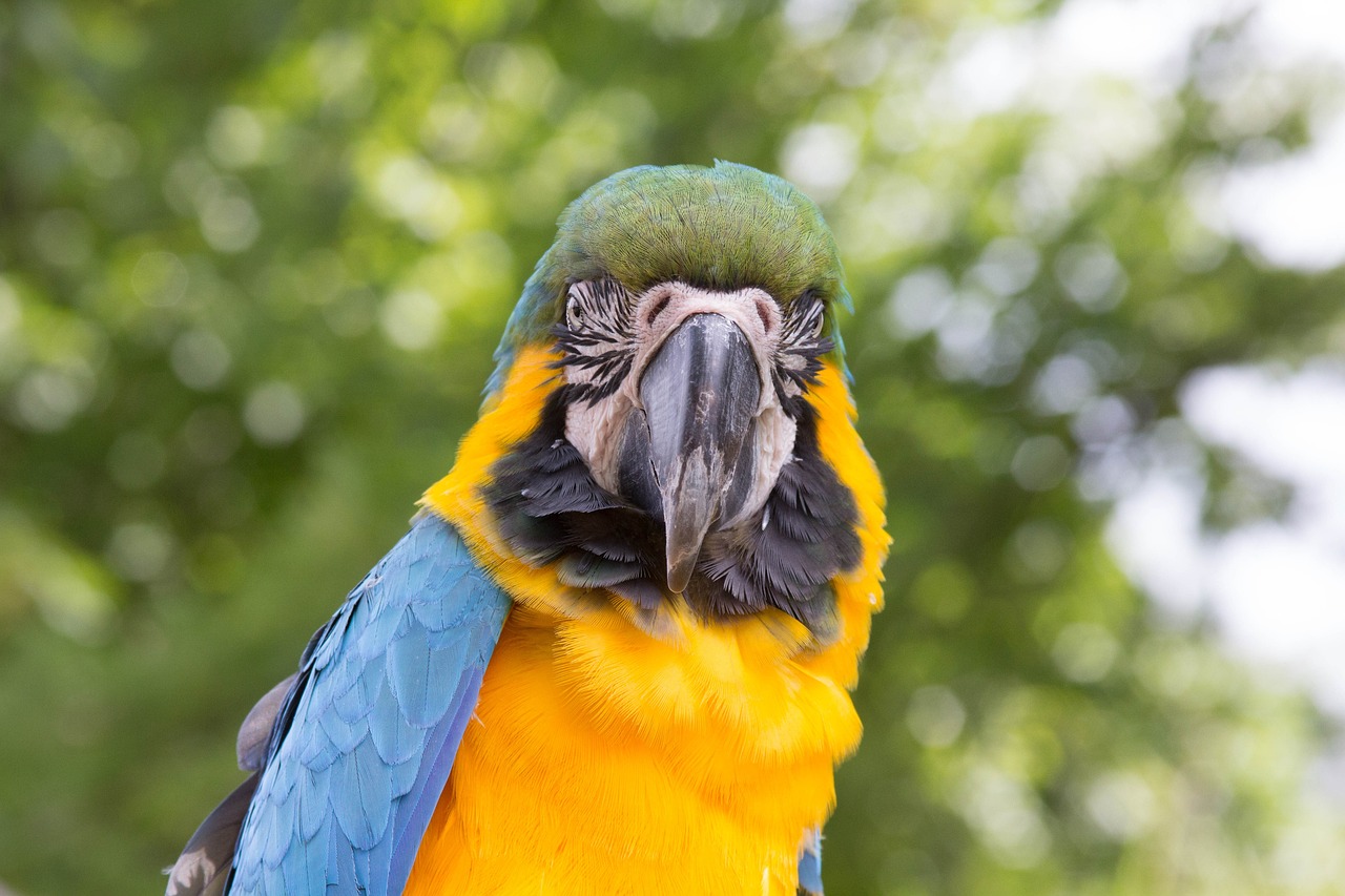 龙鱼鱼鳍断了能自己长好吗（龙鱼鳍烂了能自愈吗） 白条过背金龙鱼 第4张