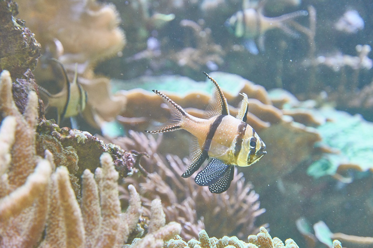 滁州水族馆:一缸鱼儿