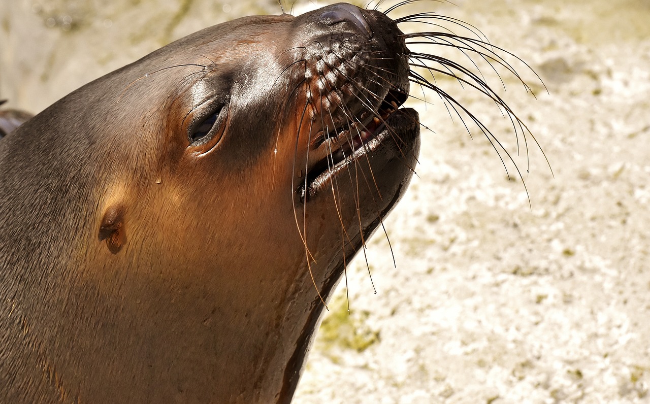 郴州水族批发市场：虎鱼鳃上长了白色的包求高人指点 虎鱼百科 第5张