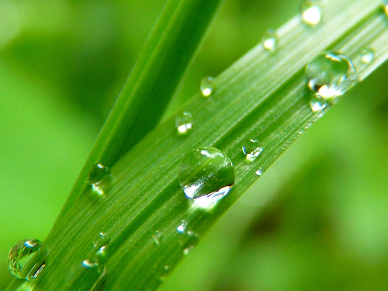 鱼缸水换完两天就绿了（鱼缸水换完两天就绿了正常吗） 广州水族器材滤材批发市场 第4张