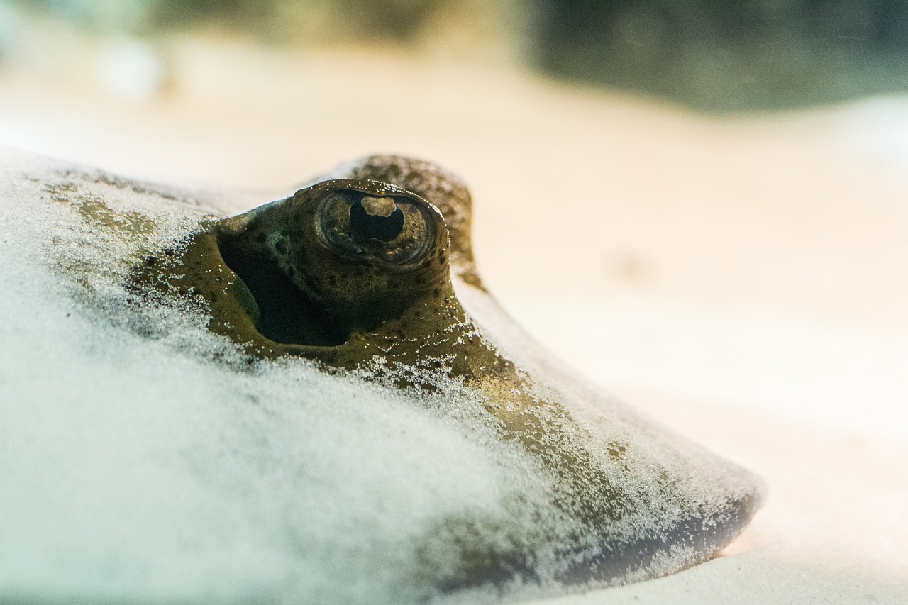 水族箱底沙问题 鱼缸/水族箱 第1张