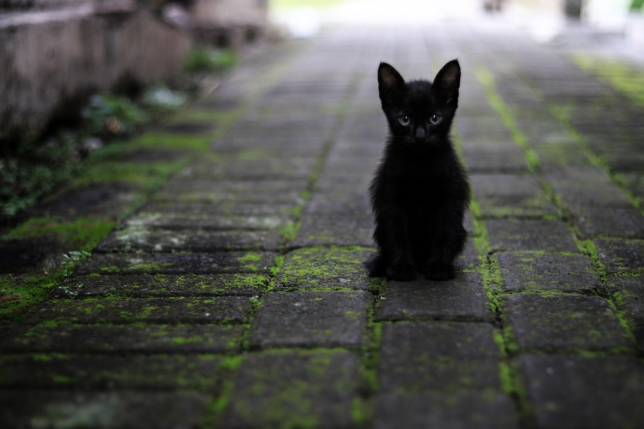 黑白相间狮子猫（黑白色的狮子猫） 鱼缸定做 第3张