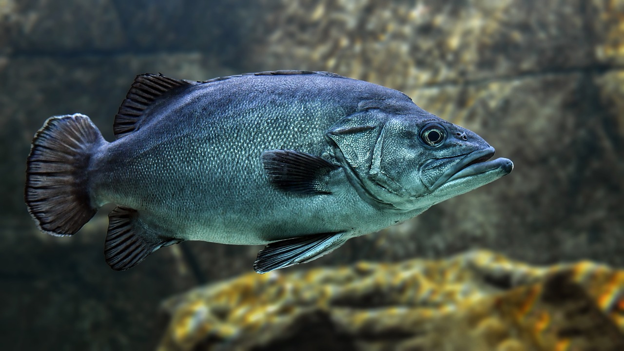 河南水族批发市场有哪些品种鱼类，河南水族批发市场有哪些品种鱼类图片 观赏鱼水族批发市场 第1张