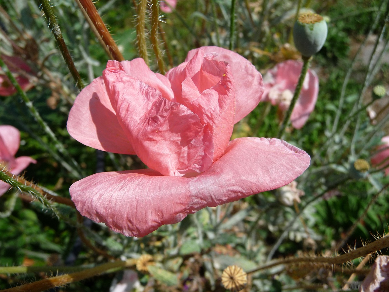 凤阳雅致花卉有限公司（凤阳雅致花卉有限公司招聘）