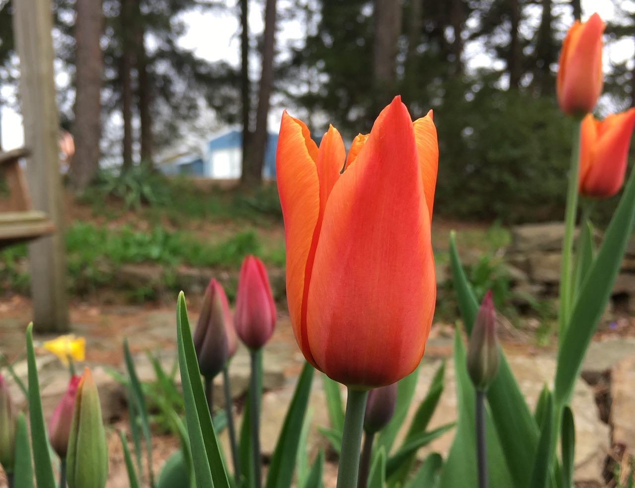 北京市海淀区金望泽花卉市场黄虎水族经营部