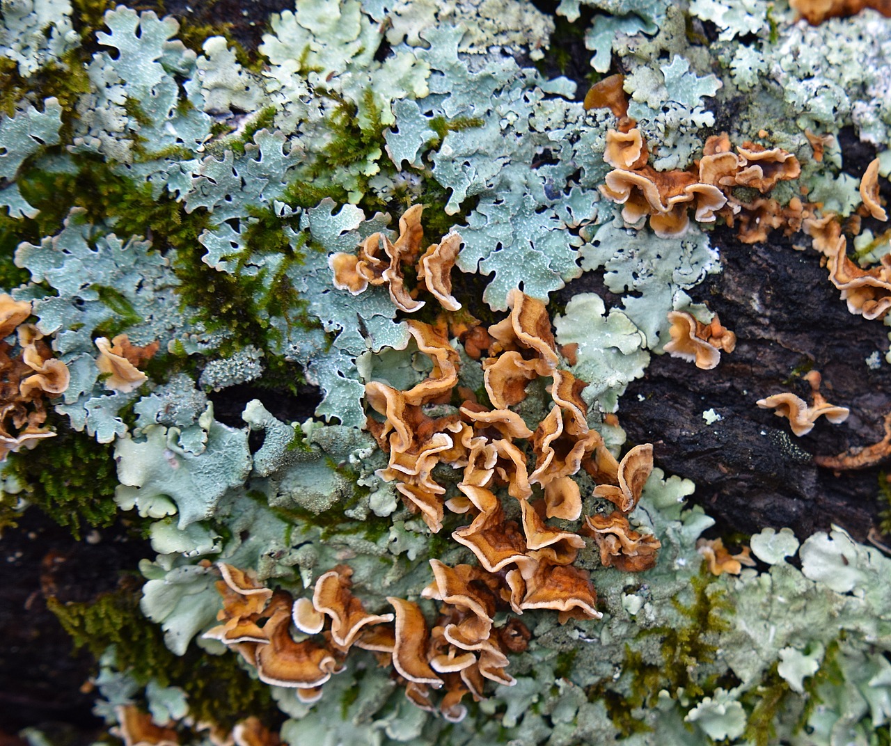 大圆球四纹虎虎鱼 虎鱼百科 第2张