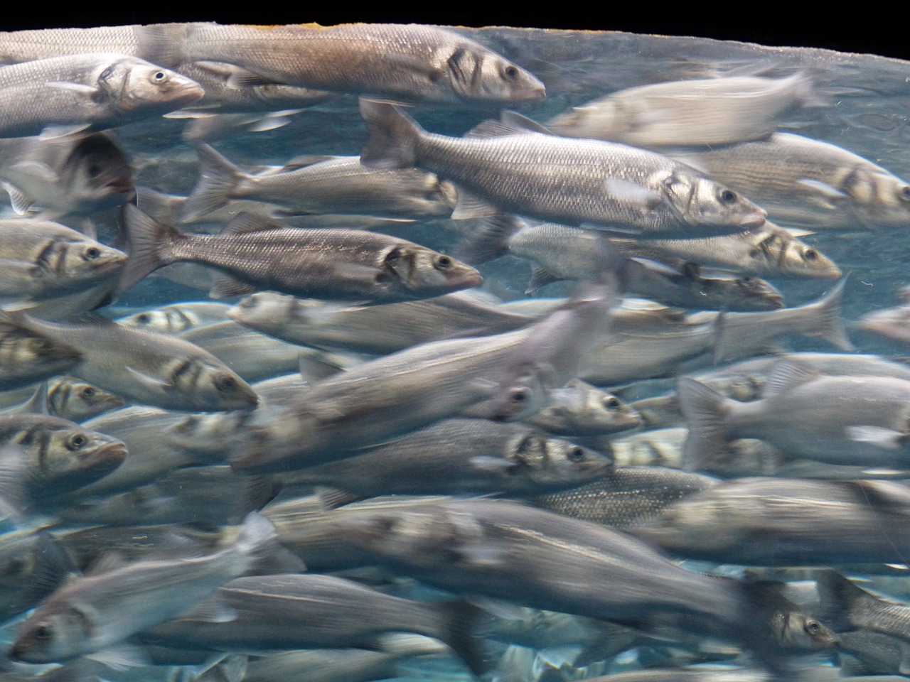 虎林市九九水族馆