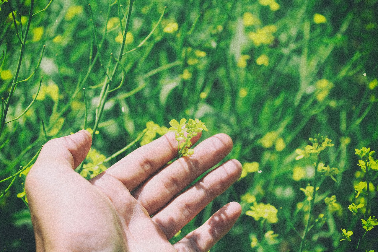 特别喜欢三纹虎不吃泥鳅段怎么办 印尼三纹虎 第4张