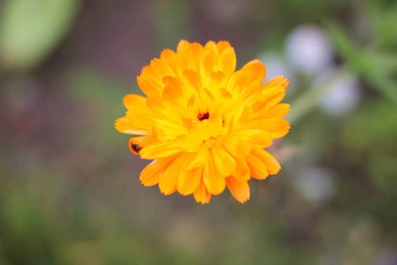 项城市子木花卉有限公司（项城市子木花卉有限公司招聘）