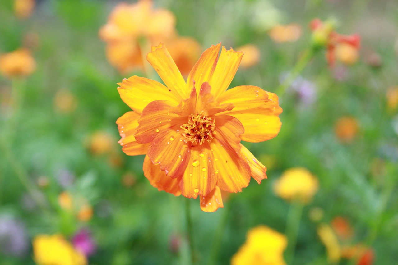 固原市原州区芳草花卉种植园（固原市原州区芳草花卉种植园地址）