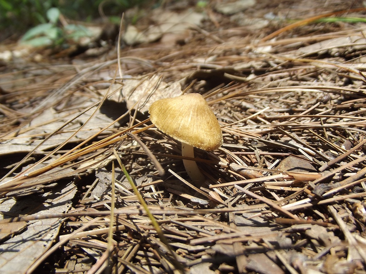 小尺寸野生苏虎 苏虎 第4张