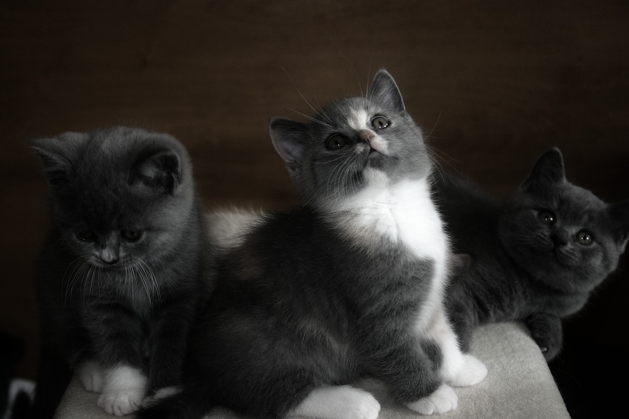 请教大家想挑一款猪鼻龟粮 猪鼻龟