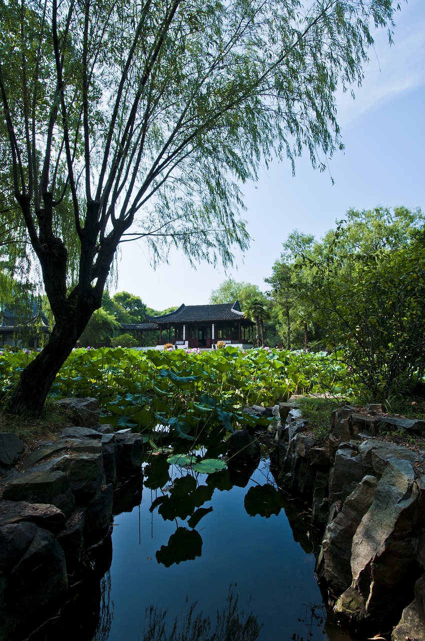 宁德锦鲤池建设（宁德荷花池）