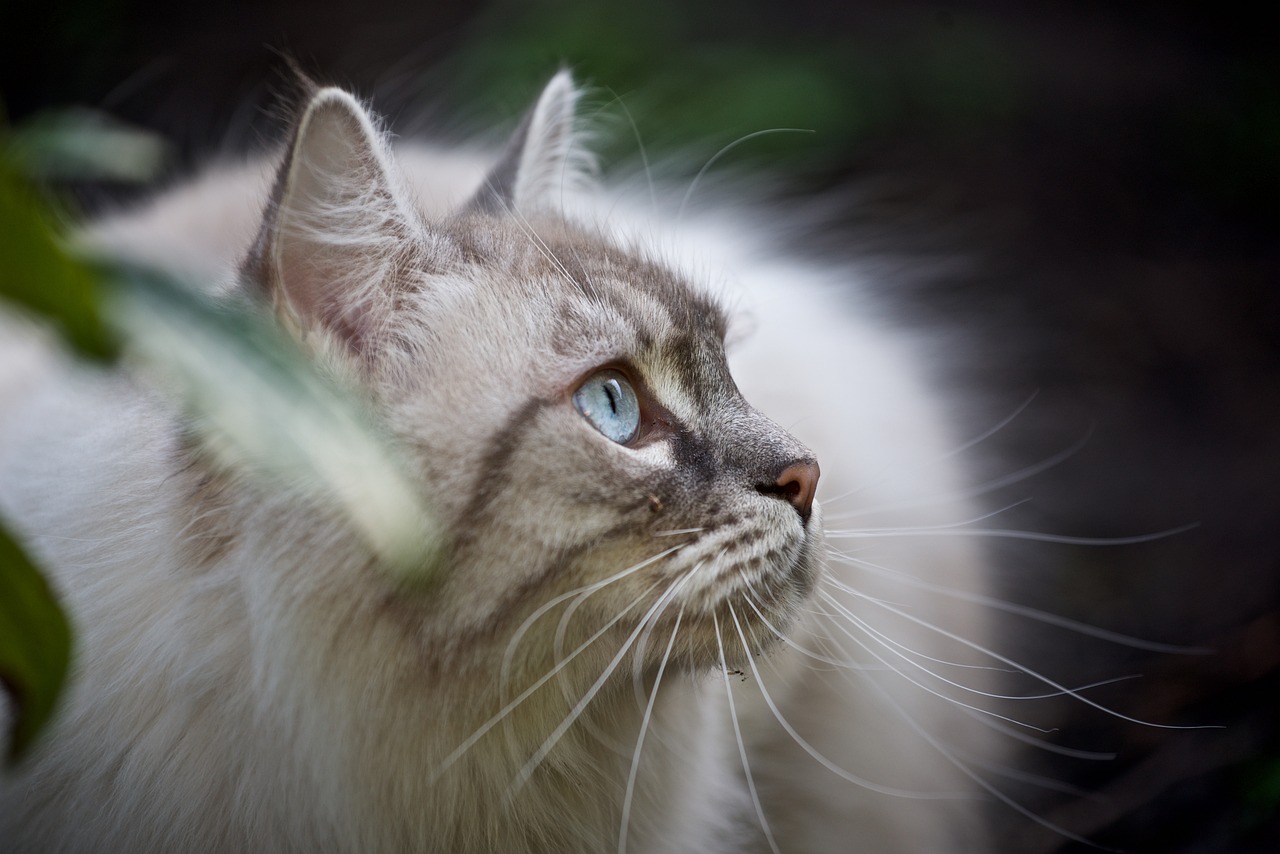 看看我哥们儿养的猪鼻龟 猪鼻龟 第4张