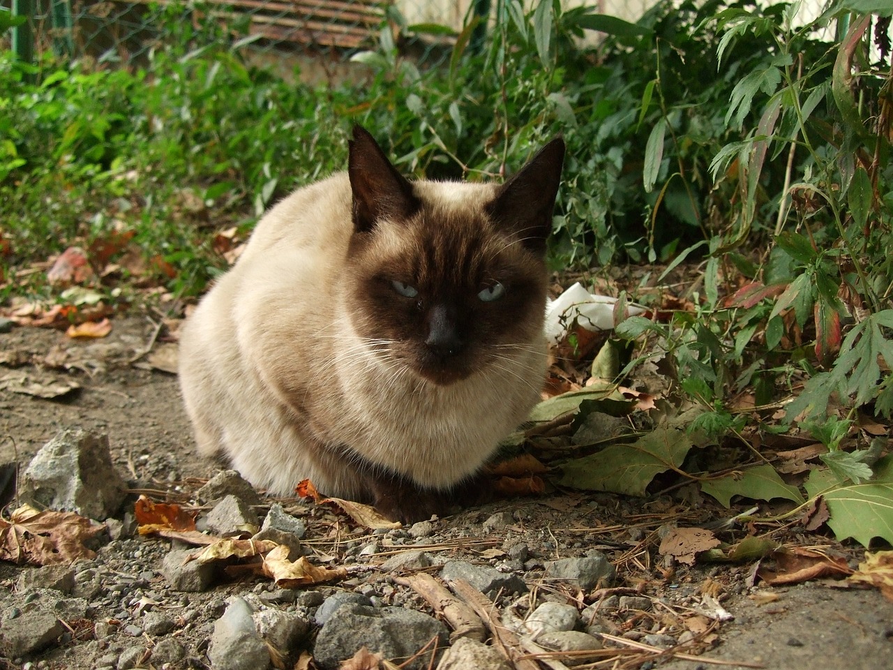 猪鼻龟 鬼鬼不进食怎么办？