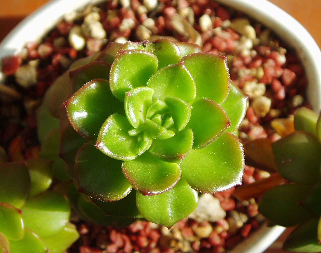 鱼缸植物叶子发黄怎么回事（鱼缸植物叶子发黄怎么回事儿） 观赏鱼 第2张