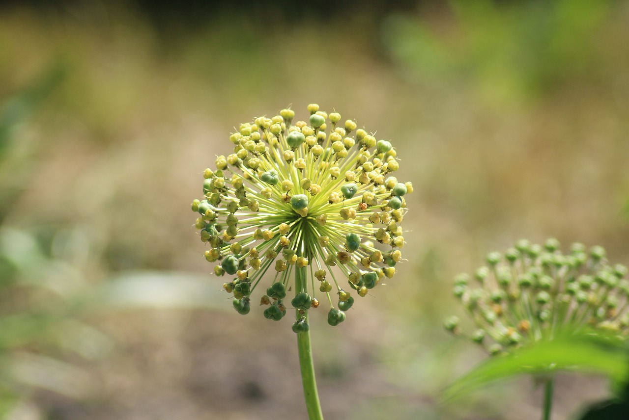 鱼缸植物叶子发黄怎么回事（鱼缸植物叶子发黄怎么回事儿）