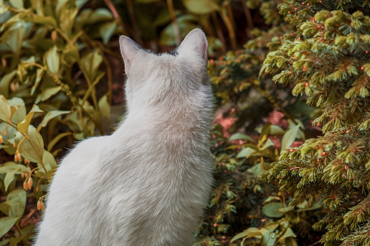 猪鼻龟头上这是怎么了？求教 猪鼻龟 第4张