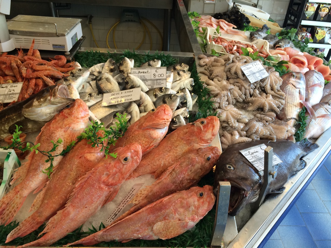 大石桥市好多鱼水族用品馆（大石桥市好多鱼水族用品馆在哪里） 水族用品 第1张