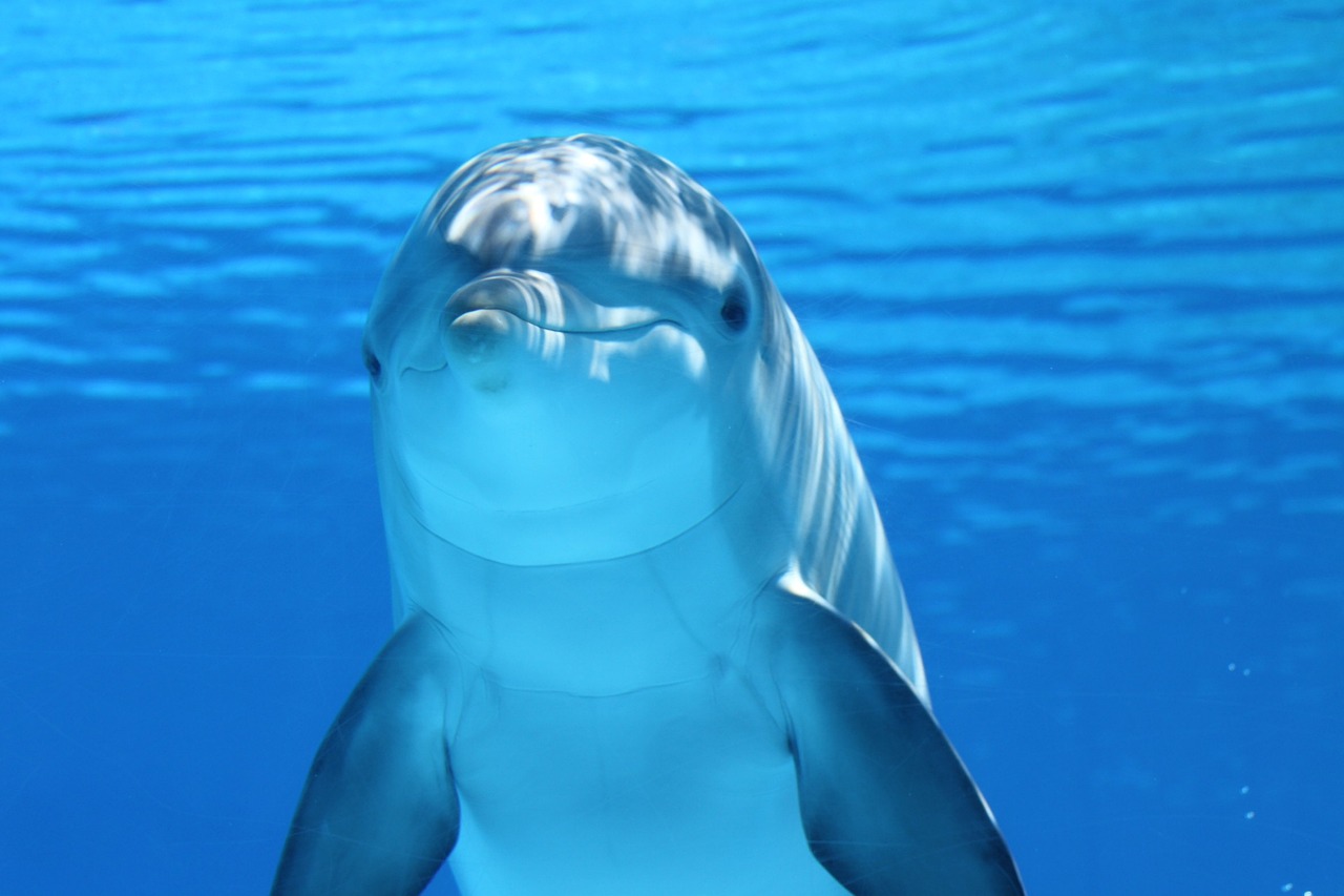 大石桥市好多鱼水族用品馆（大石桥市好多鱼水族用品馆在哪里） 水族用品 第3张