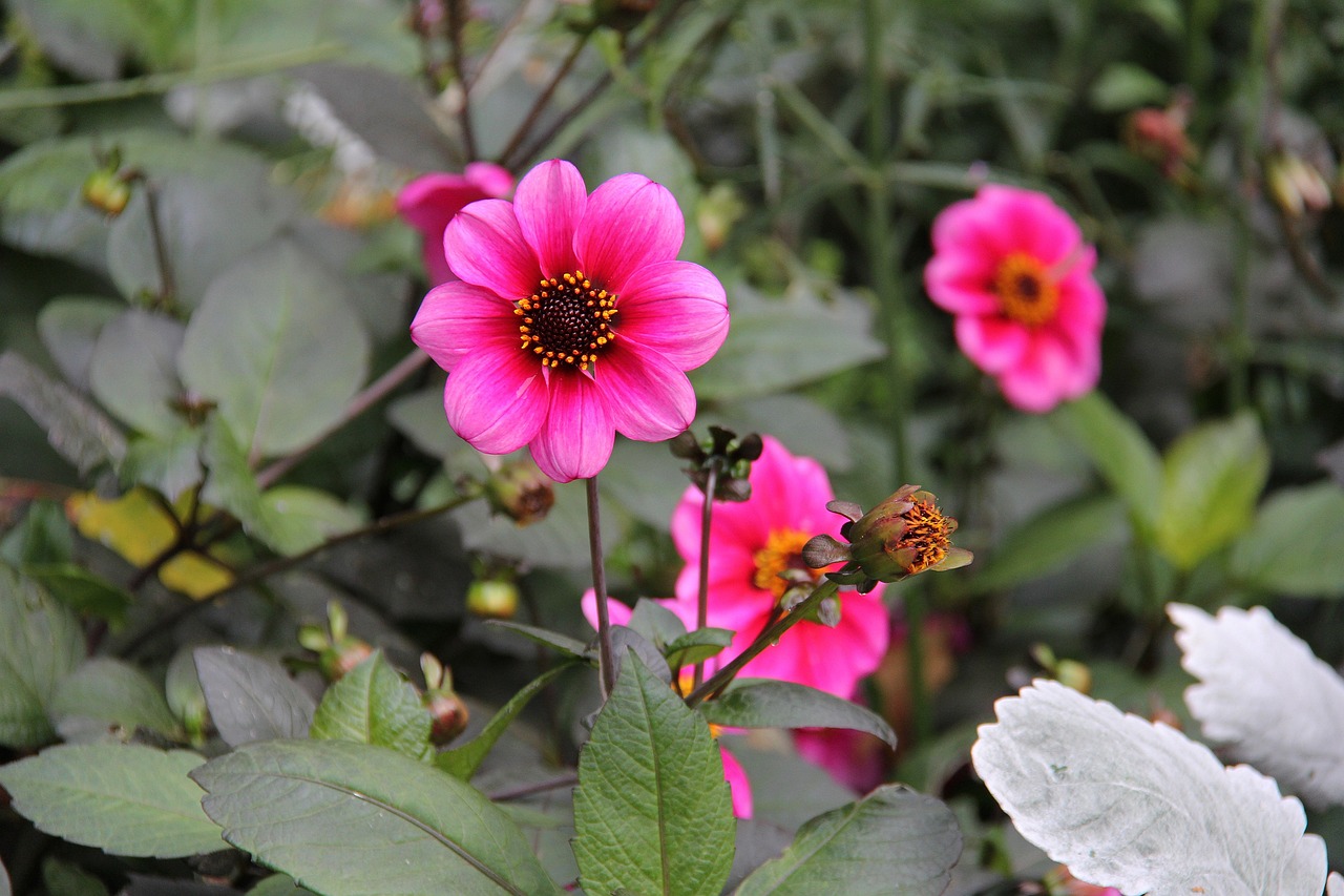 腾冲市腾越镇花韵坊鲜花店 全国水族馆企业名录 第1张