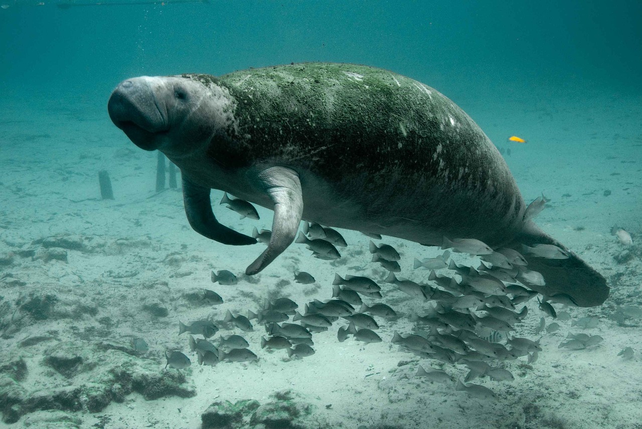 南京市秦淮区龙腾水族馆（南京市秦淮区龙腾水族馆地址） 全国水族馆企业名录 第4张