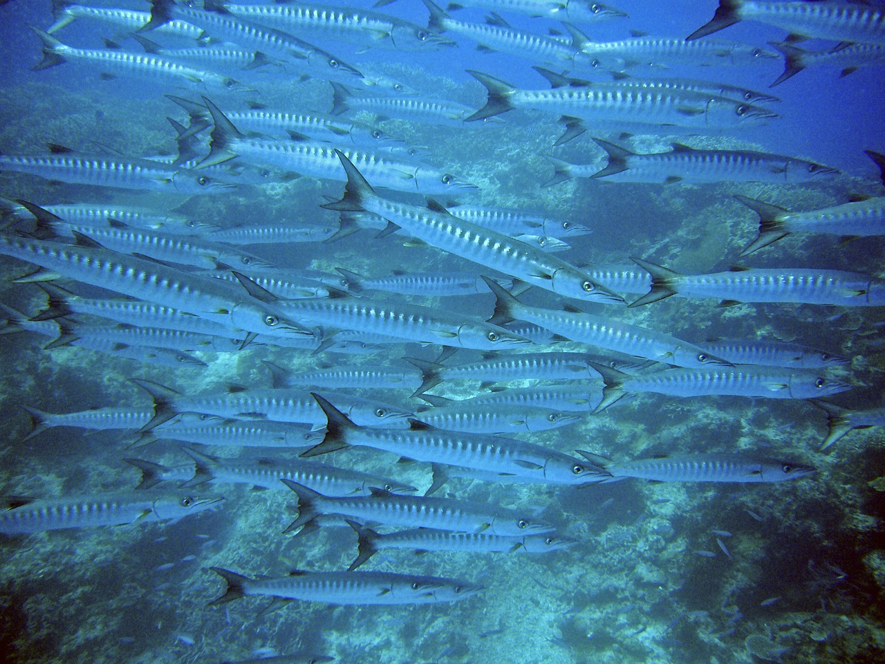 龙鱼总在缸底游是什么情况呢（龙鱼老是在缸底游） 全国水族馆企业名录 第3张