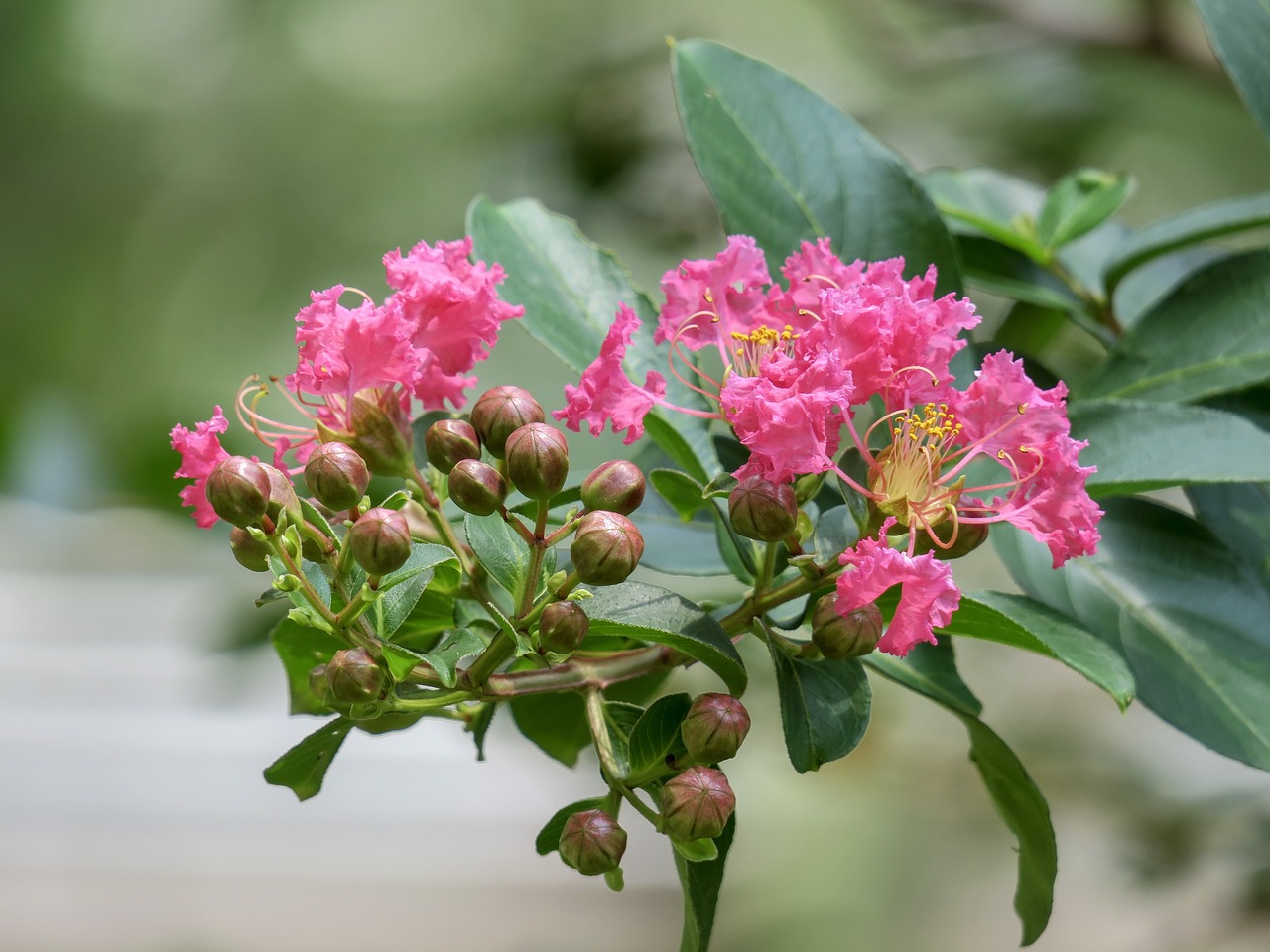 武汉市东西湖花笺集花艺店（武汉市东西湖花笺集花艺店地址）