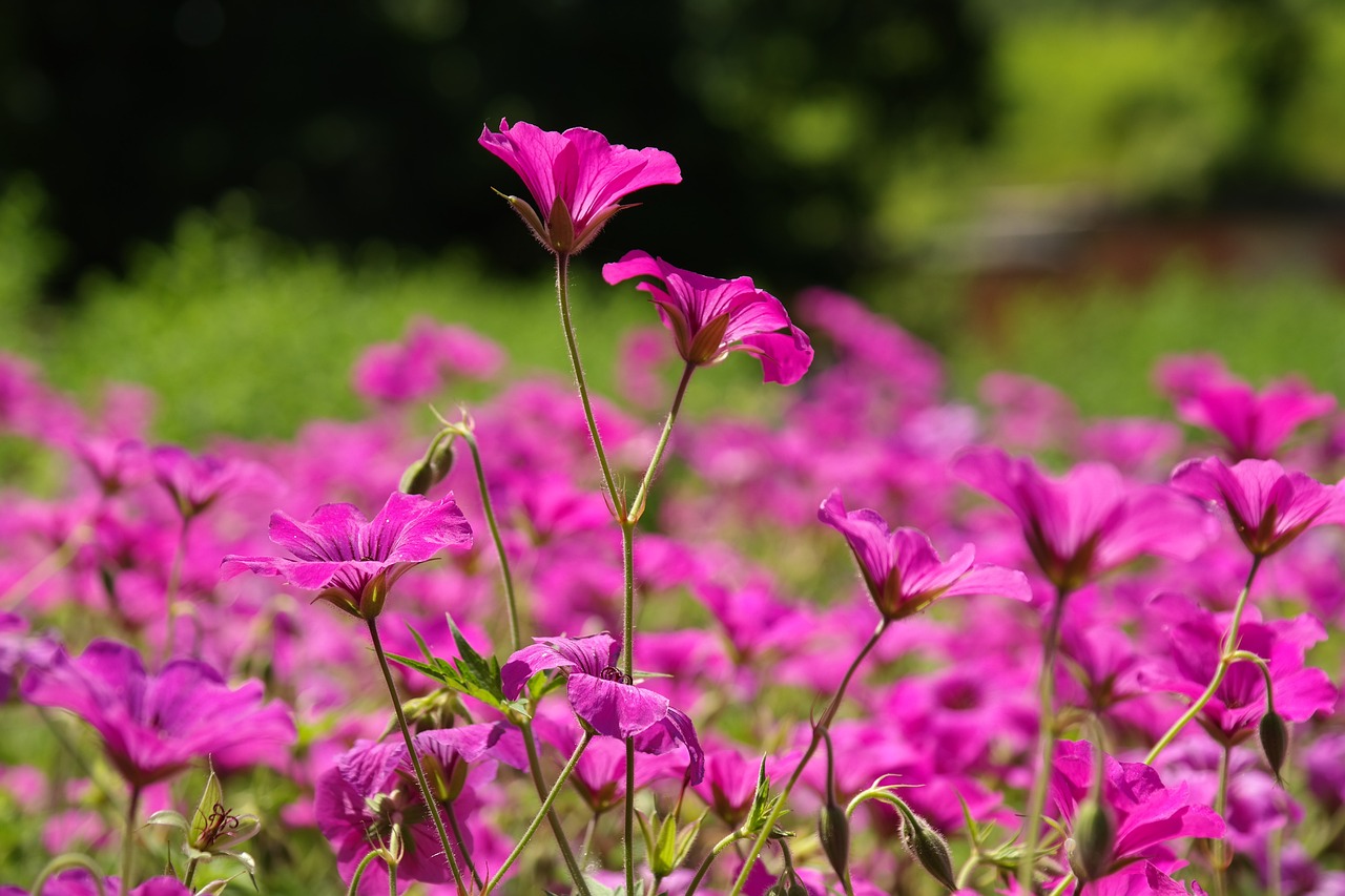 镇江市香格里拉花卉有限公司（镇江市香格里拉花卉有限公司招聘）