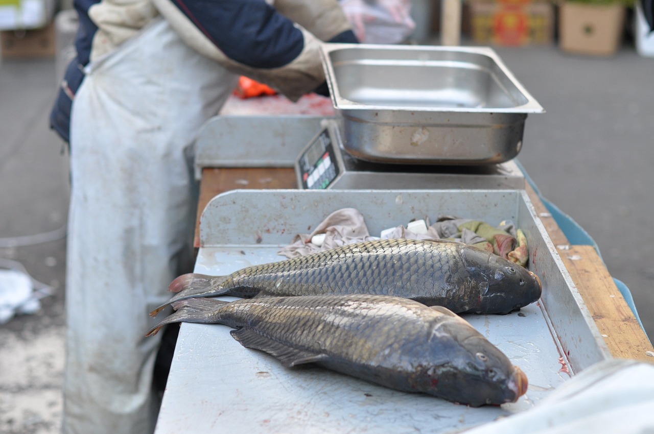 聊城观赏鱼市场有哪些凶猛鱼类呢（聊城卖鱼最大的地方） 观赏鱼市场（混养鱼） 第3张