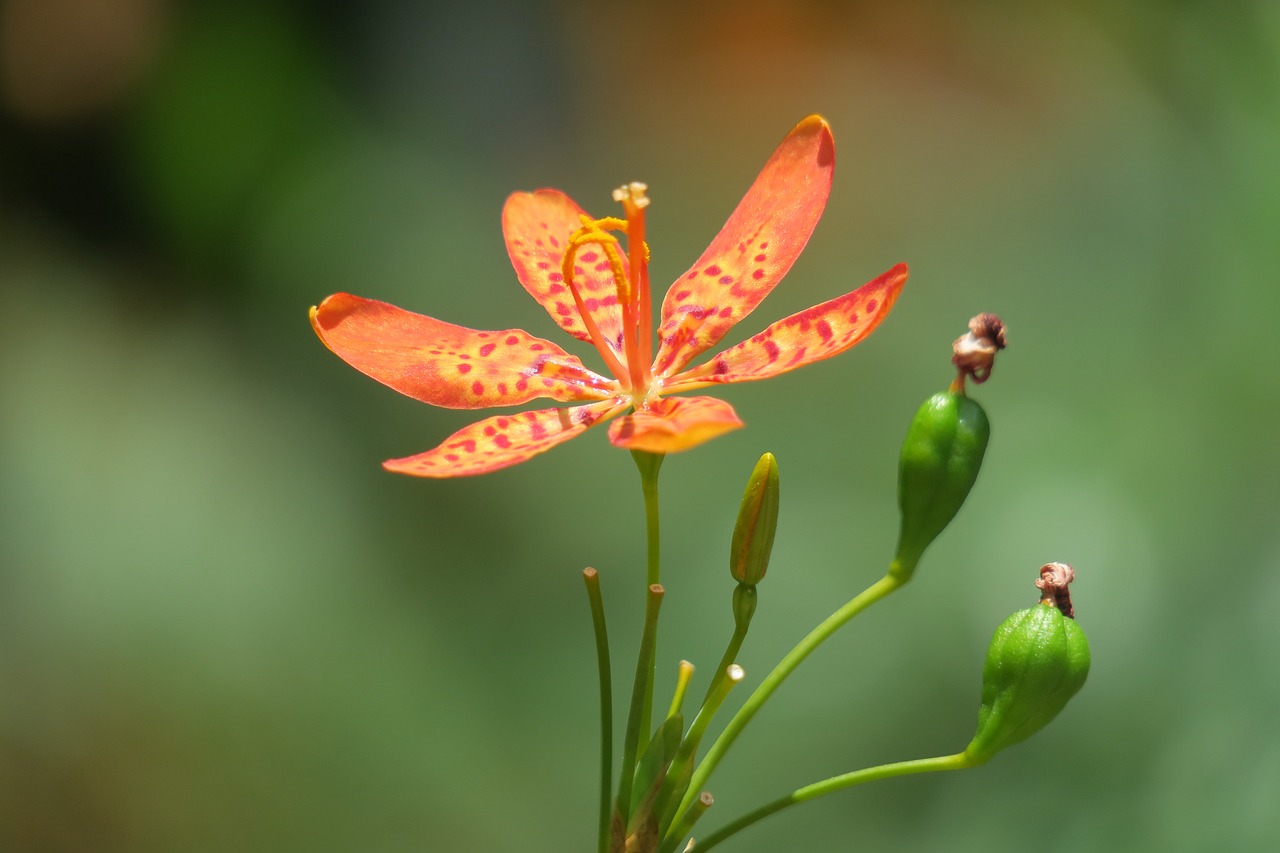 六盘水市红果怡馨花卉经营部（六盘水市红果怡馨花卉经营部地址）