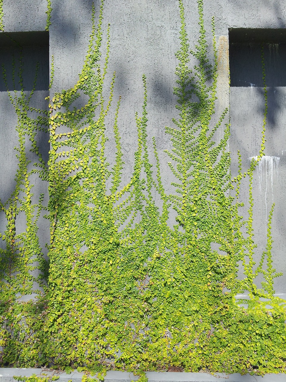 广州仿真植物墙景观工程公司电话地址（广州仿真绿植批发基地） 梦幻雷龙鱼 第3张