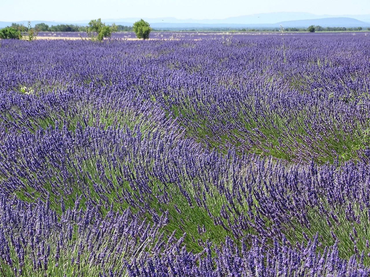 西峰区嘉蕊花卉经销中心（西峰区嘉蕊花卉经销中心地址）