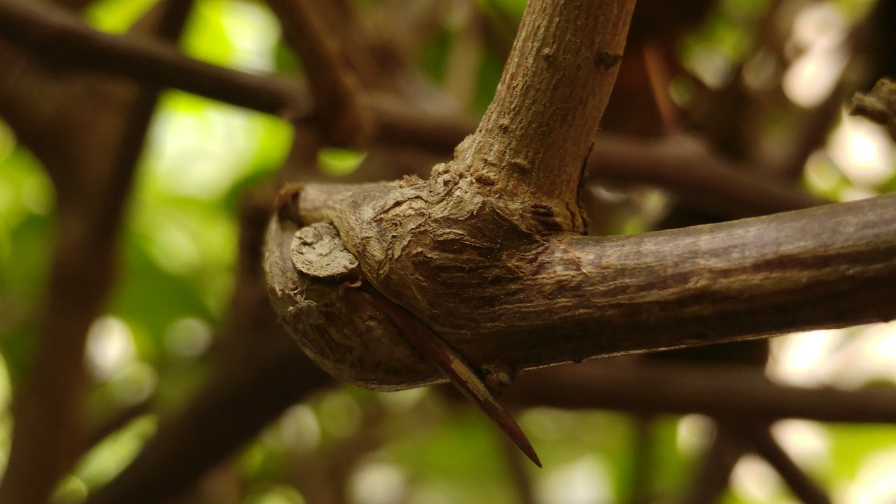 鱼缸水养什么植物（水缸养鱼种什么植物）