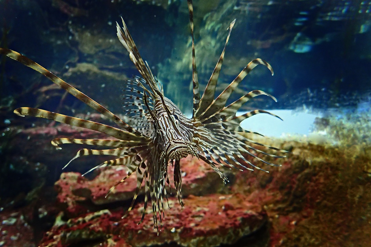 金州区友谊街道斗鱼阁水域体验馆 全国水族馆企业名录 第3张