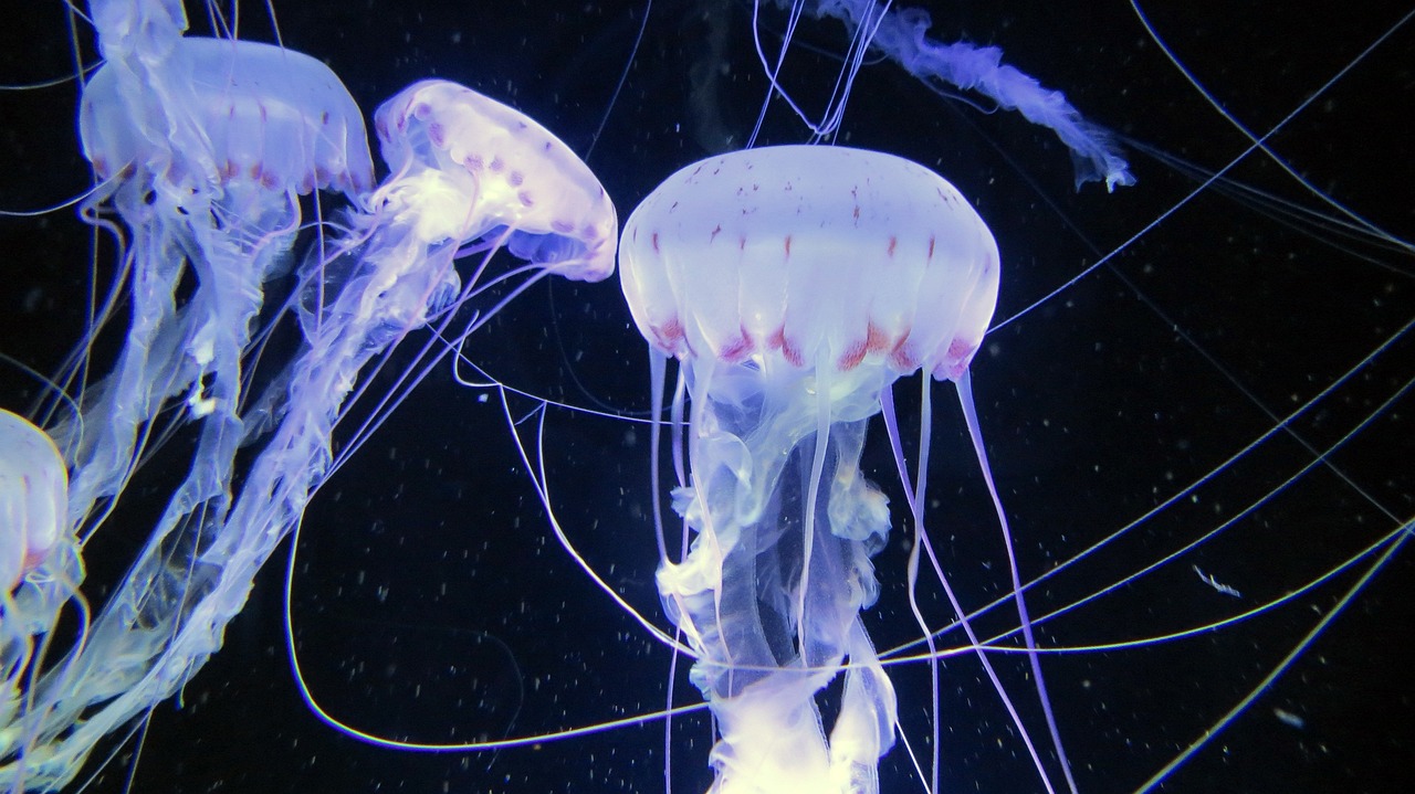 营口哪里有水族馆?（营口哪里有水族馆啊） 观赏鱼 第2张