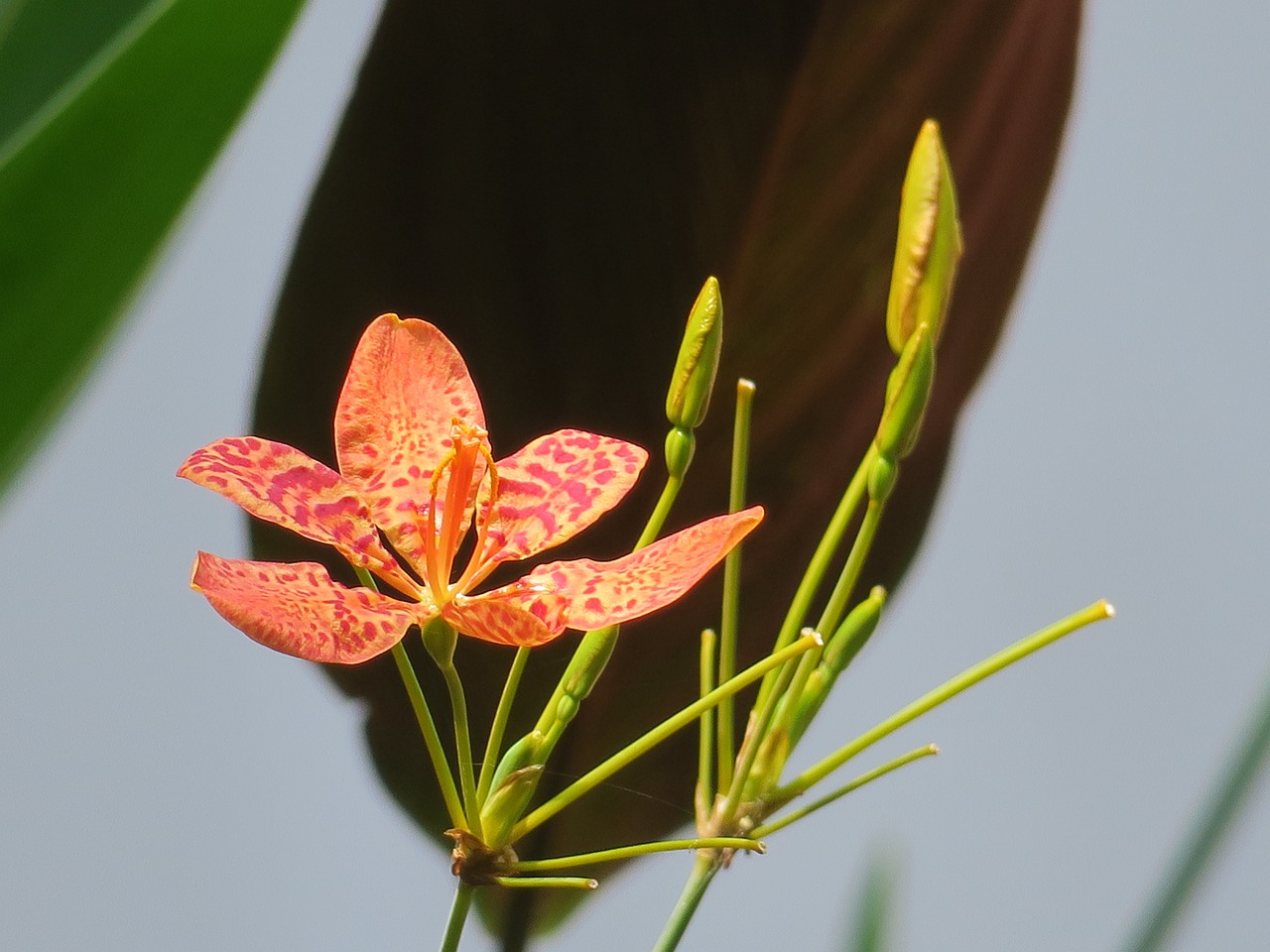 市中区小花农花坊（市中区小花农花坊地址） 全国水族馆企业名录 第4张