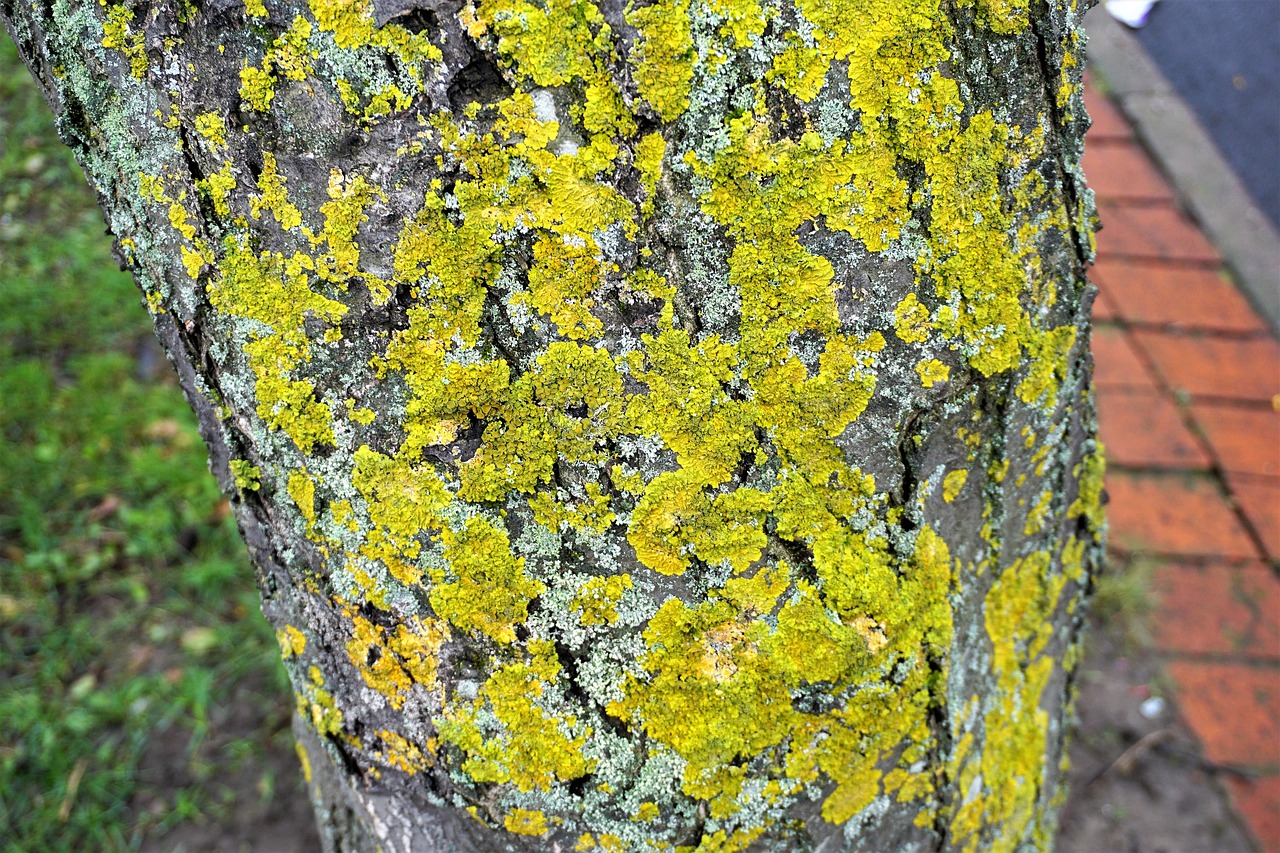 南京市浦口区玉香苗木销售中心（南京市浦口区玉香苗木销售中心地址）